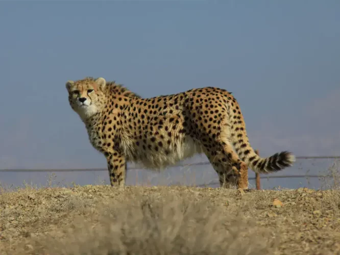 protecting-cheetah-day-1404